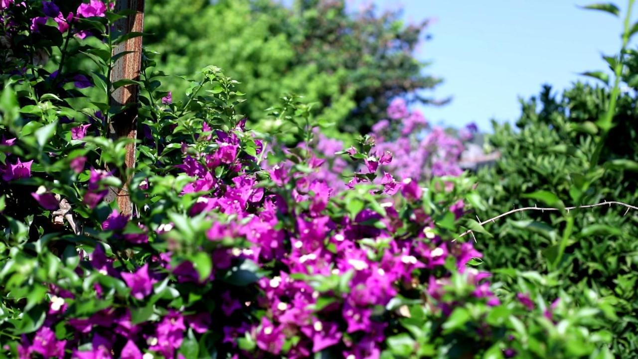 דירות קמר Flora Pansiyon Cirali מראה חיצוני תמונה