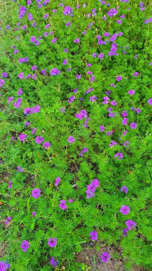 דירות קמר Flora Pansiyon Cirali מראה חיצוני תמונה