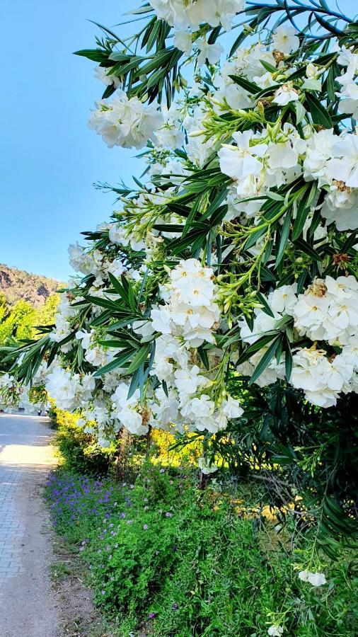דירות קמר Flora Pansiyon Cirali מראה חיצוני תמונה