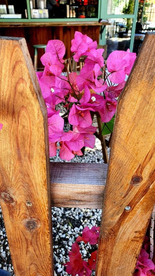דירות קמר Flora Pansiyon Cirali מראה חיצוני תמונה