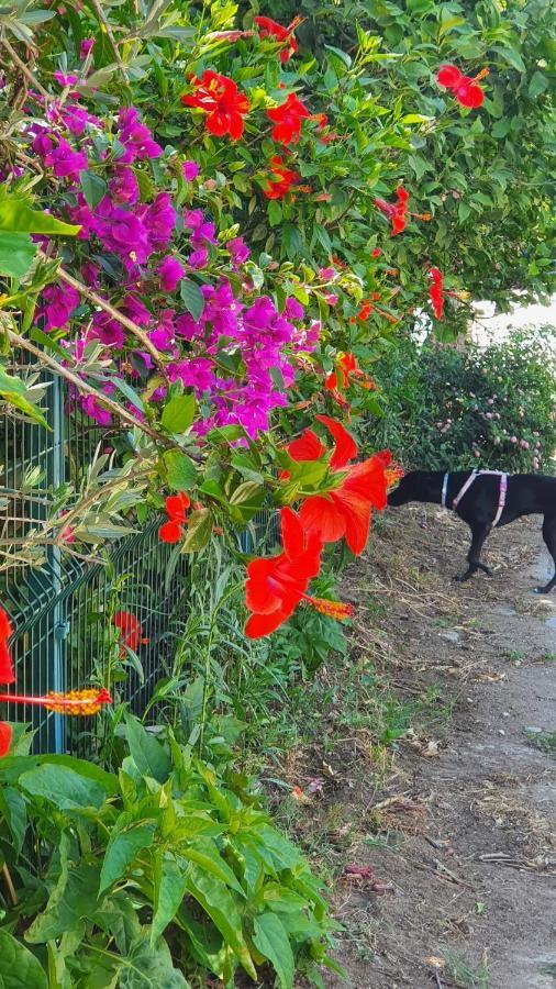 דירות קמר Flora Pansiyon Cirali מראה חיצוני תמונה